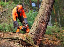 Best Tree Fertilization Services  in USA